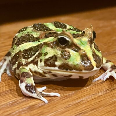 こねぎくんのイメージ