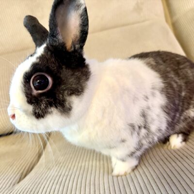 わたあめちゃんのイメージ