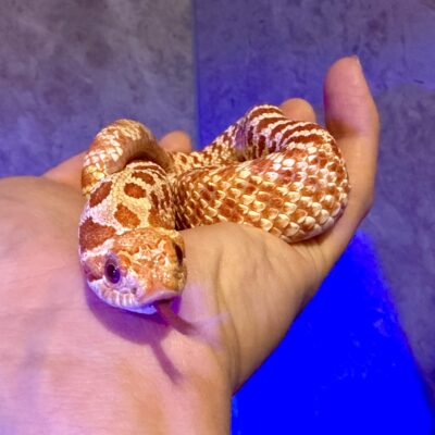 ちゅーるくんのイメージ