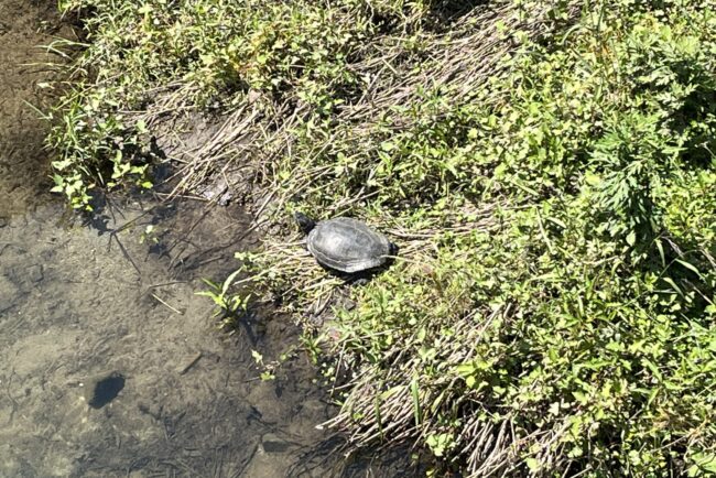 🐢