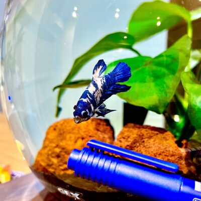 ぐるとくんのイメージ