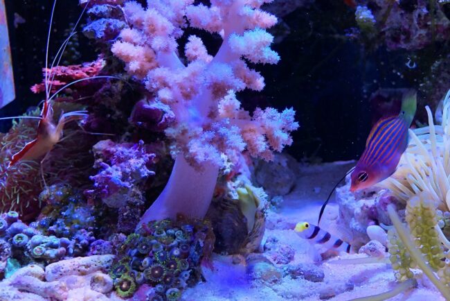 水棲生物の水質と換水