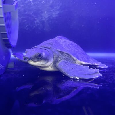 ぽんちゃんのイメージ