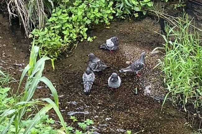 病院の前の小川