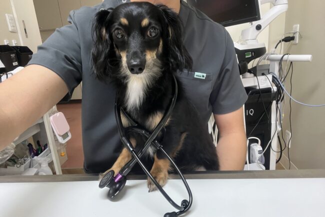 動物看護師さんの求人募集要項・実習ご協力のお願い