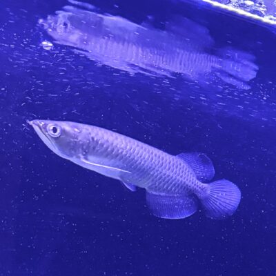 月（ムン）ちゃんのイメージ