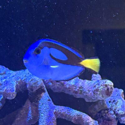 ドリ山ドリ子さんのイメージ