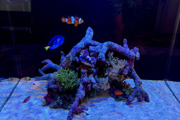 海水魚水槽のイメージ