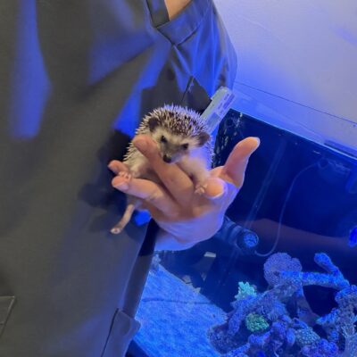 はりぼーくんのイメージ