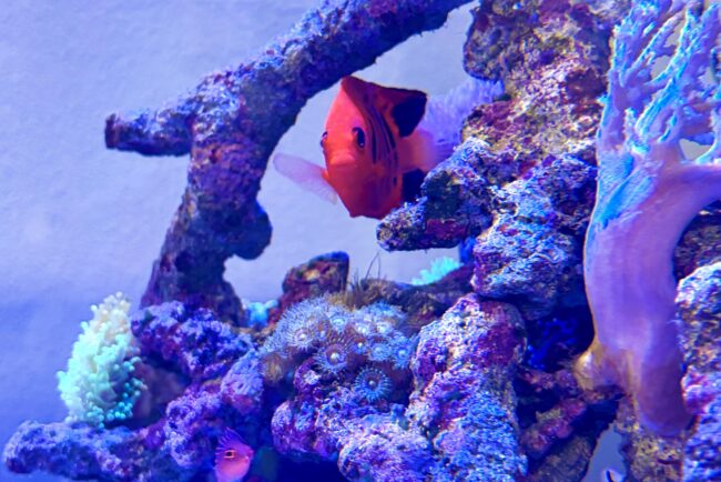 フレームエンゼルフィッシュ