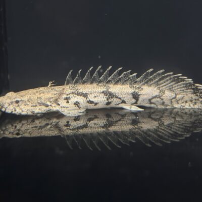 にょろろのイメージ